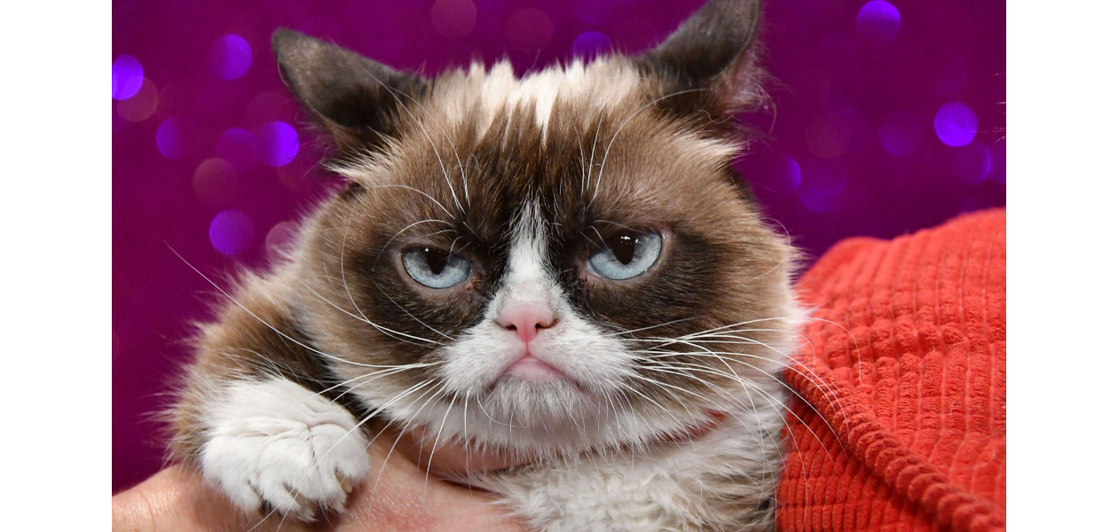 Grumpy Cat
