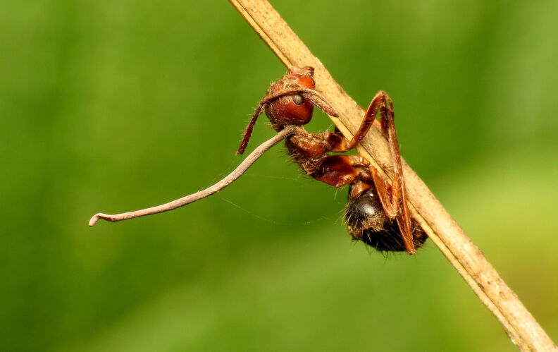 Quand des parasites zombifient des animaux pour les contrôler “comme des marionnettes”