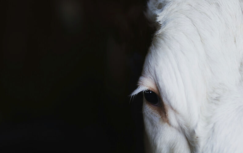 Audrey Jougla : “On commence seulement à prendre la mesure de l’animalité de l’animal”