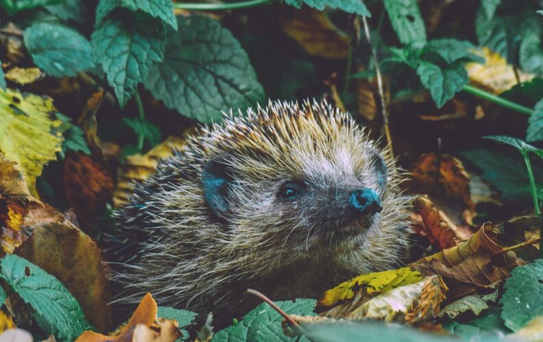 Menace sur le hérisson, animal chéri des philosophes