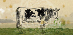 Pourquoi l’image d’une vache se détache-t-elle du pré qu’elle broute ?