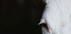 Audrey Jougla : “On commence seulement à prendre la mesure de l’animalité de l’animal”