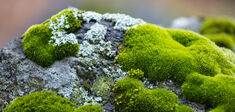La mousse végétale, cette mal-aimée
