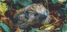 Menace sur le hérisson, animal chéri des philosophes