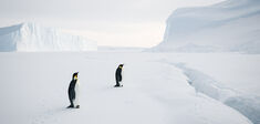 Dernières nouvelles de l’Antarctique