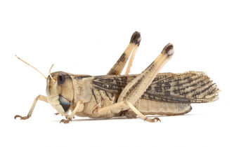 L’élevage d’insectes, une solution d’avenir ?