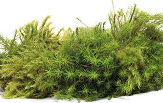 Silence, ça mousse !