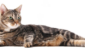 Appelons un chat un chat