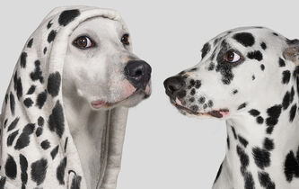 Jusqu’où aller trop loin ?