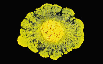 Blob. Les avatars de l’identité