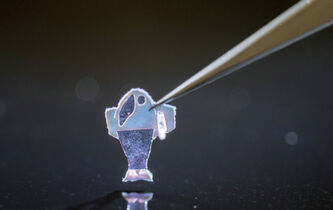 Un poisson nommé Bergson ?