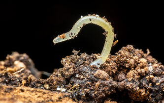 Un ver, ça va ? La chronique d’Anne-Sophie Moreau
