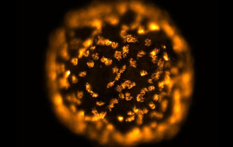 Le mystère des xénobots, “machines vivantes” capables de se reproduire