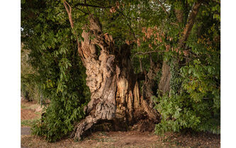 Mort ou vif ? L’énigme du châtaignier élu “plus bel arbre de France”