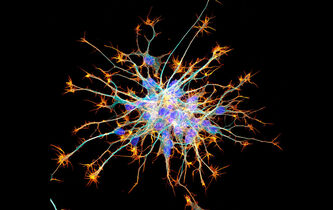 D’où viennent les neurones ? Quand Bergson éclaire les découvertes de la génomique