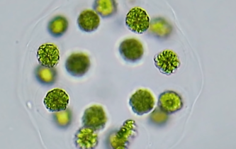 L’algue aux trois sexes