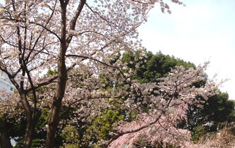 Yasuhiko Sugimura: “Tout passe, tout périt, autant en profiter !”