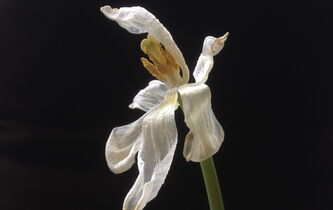 Vivre en dépit de la pensée de la mort… ou grâce à elle ? Le débat André Comte-Sponville-Françoise Dastur