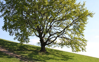 Le chêne et l’érable, vus par Vinciane Despret