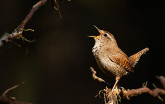 Les chants d’oiseaux, un trésor naturel inestimable