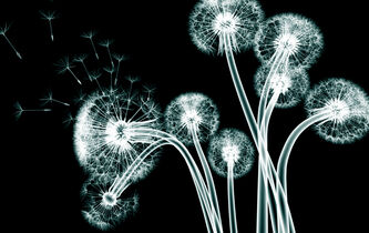 Souffrance des plantes, politiques de la sécurité, coalition antiraciste : l’actualité des idées du vendredi 27 août