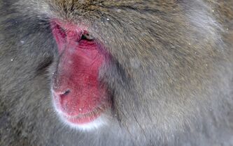 Gare à l’anthropodéni !
