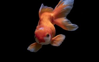 Goldfish-Unsplash
