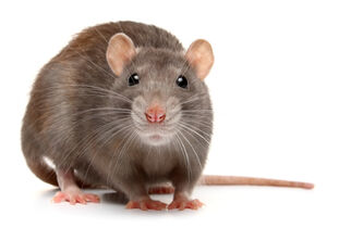 Notre dégoût des rats est-il justifié ?