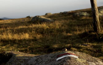 Sur la piste du loup