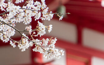 La philosophie japonaise des cerisiers en fleur