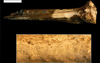Cannibalisme : quand les humains s’entre-dévorent