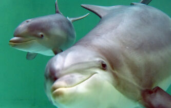 Les dauphins aussi “parlent bébé” : la preuve d’un inconscient animal ?