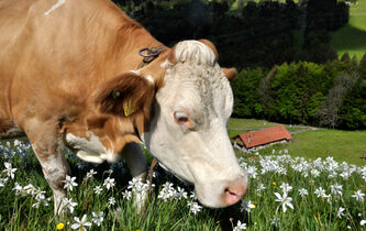 Réchauffement climatique : les fromages vont-ils perdre leur goût ?