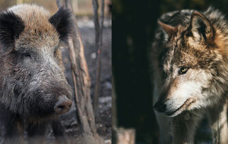 Vie sauvage : faut-il choisir entre les sangliers et les loups ?