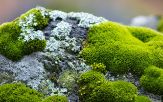 La mousse végétale, cette mal-aimée