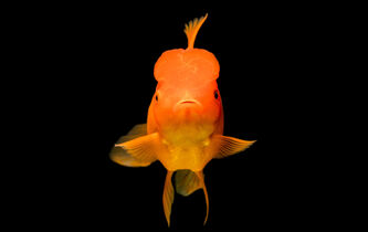 Mythologie du poisson rouge