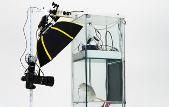 Les rats aiment-ils les “selfies” ?