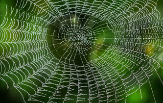 La toile de l’araignée est-elle une extension de son cerveau ?