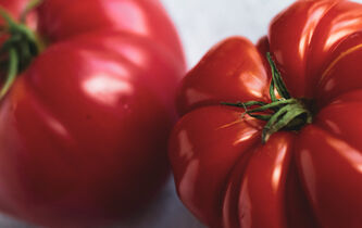 Rousseau contre les tomates en hiver