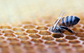 Pourquoi vacciner le monde sauvage ?