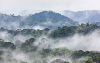 Amazonie : d’allié à ennemi ?