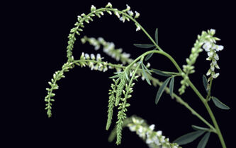 Ambroisie : la guerre est déclarée