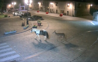 Existe-t-il des amitiés animales ?