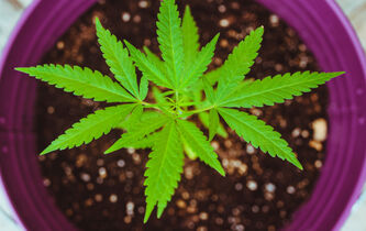 Le cannabis récréatif en question