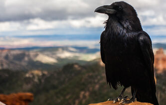 Michel Pastoureau : comment le corbeau est devenu un oiseau de malheur
