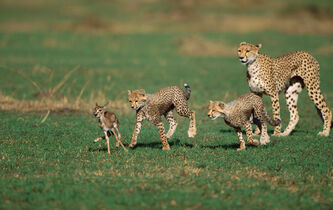 Les animaux sont-ils eux aussi capables d’apprendre et de transmettre ?