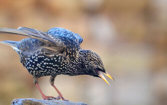 Quand les oiseaux oublient leur chant d’amour… au risque de l’extinction