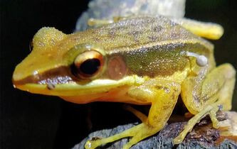 L’étrange histoire de la grenouille et de son champignon