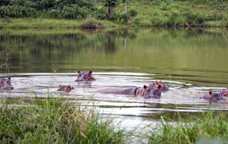 Les “hippopotames de la cocaïne” peuvent-ils restaurer un monde perdu ?