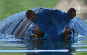 Quand les « hippopotames de la cocaïne » nous font remonter le temps